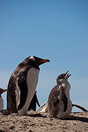 Picture 'Ant1_1_0394 Gentoo penguin, Saunders Island, Falkland Islands, Antarctica and sub-Antarctic islands'